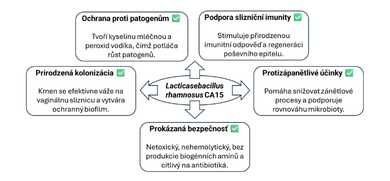 Schéma znázorňující účinky probiotického kmene Lacticaseibacillus rhamnosus CA15 na vaginální mikrobiom a ženské zdraví.
