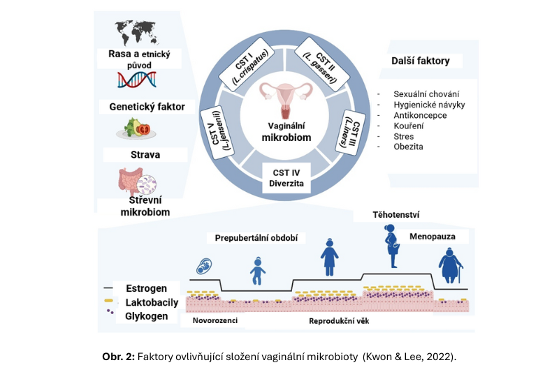 Infografika zobrazující změny vaginálního mikrobiomu v různých fázích života ženy – puberty, reprodukční období, menopauzy.